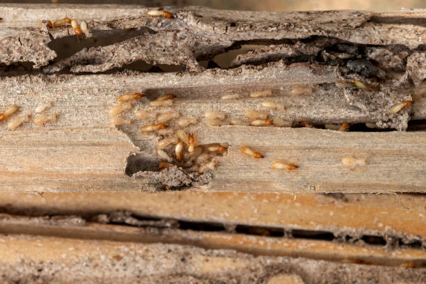 Best Commercial Pest Control Services  in Monson Center, MA